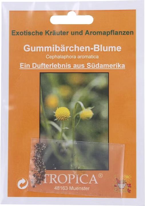 Produktbild Tropica Gummibärchen-Blume Cephalaphora aromatica (Blumensamen)