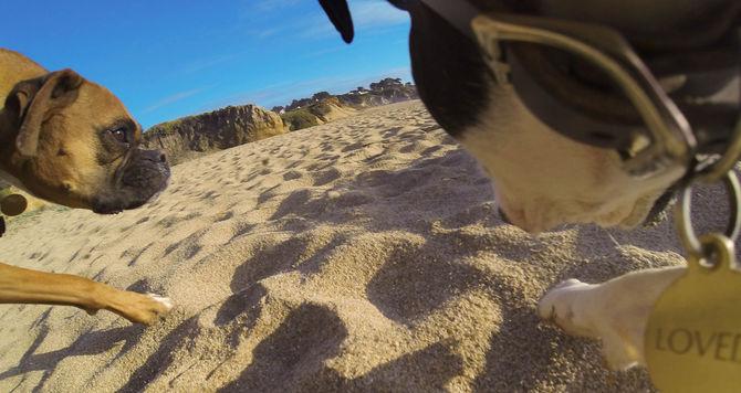 Produktbild GoPro Fetch Hundegeschirr (Hero 7, Universal, Osmo Action)