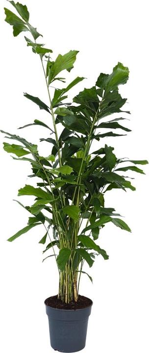 Plant in a Box Caryota mitis - Palmier à feuilles d'éventail (120 cm)