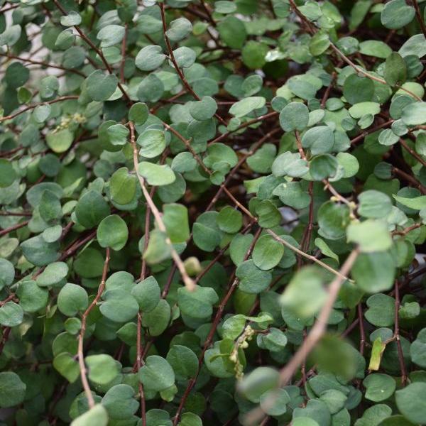 Produktbild Säntispracht 2 er Set, Mühlenbeckie - Muehlenbeckia complexa Grobblättrig (15 cm)