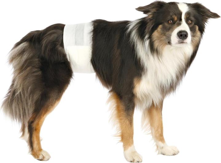 Actual product image Trixie Male nappies (Dog)