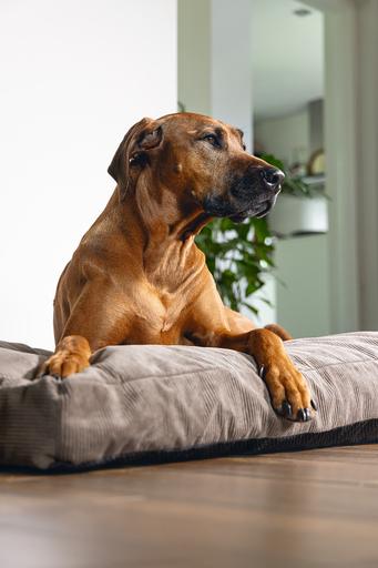 Produktbild Beeztees Veo (Hund)