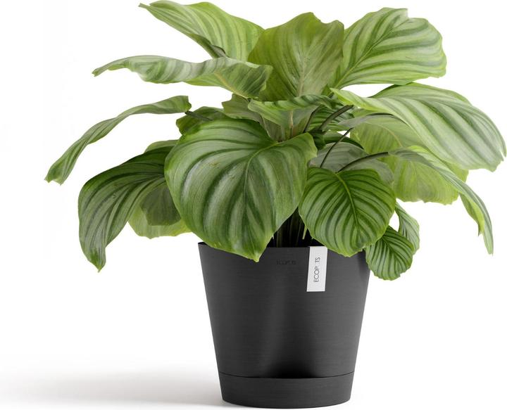 Immagine prodotto Ecopots Venice 2