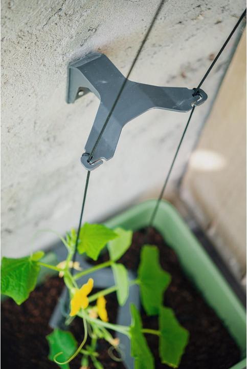 Produktbild Gusta Garden Curt Cucumber (33.50 cm)