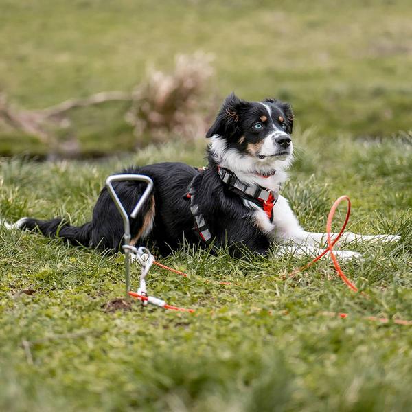 Image du produit Nobby Piquet d'amarrage, 40 cm (Tente pour chiens)