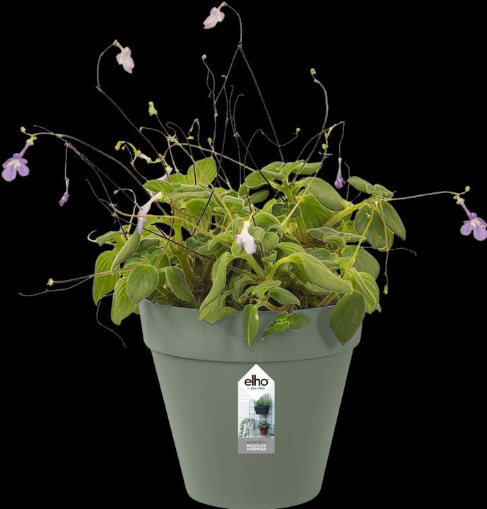 Immagine prodotto Elho Loft Urban Green Fioriera da parete singola (15 cm)