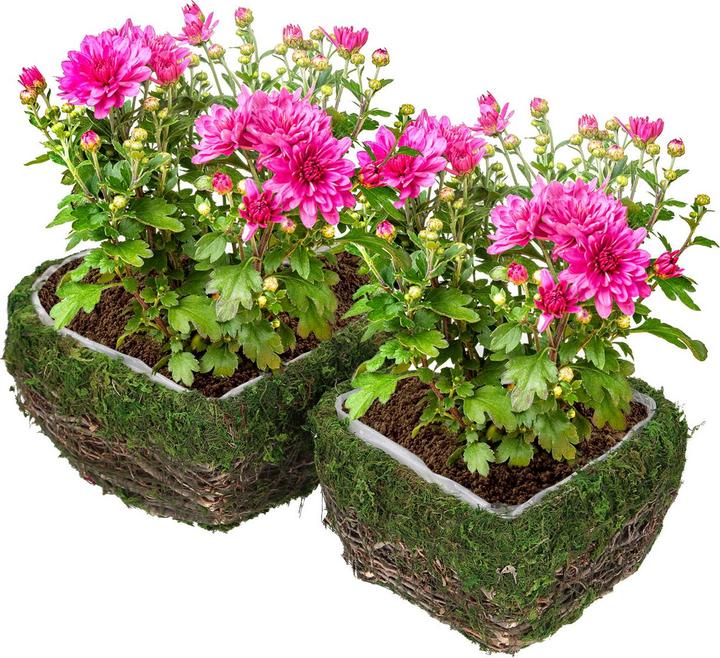 Image du produit Natura Punto Lot de 2 cache-pots ou coupes décoratives en matériaux naturels