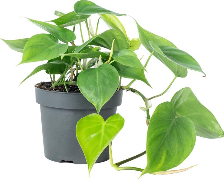 Image du produit Flowerbox Philodendron Scandens (20 cm)