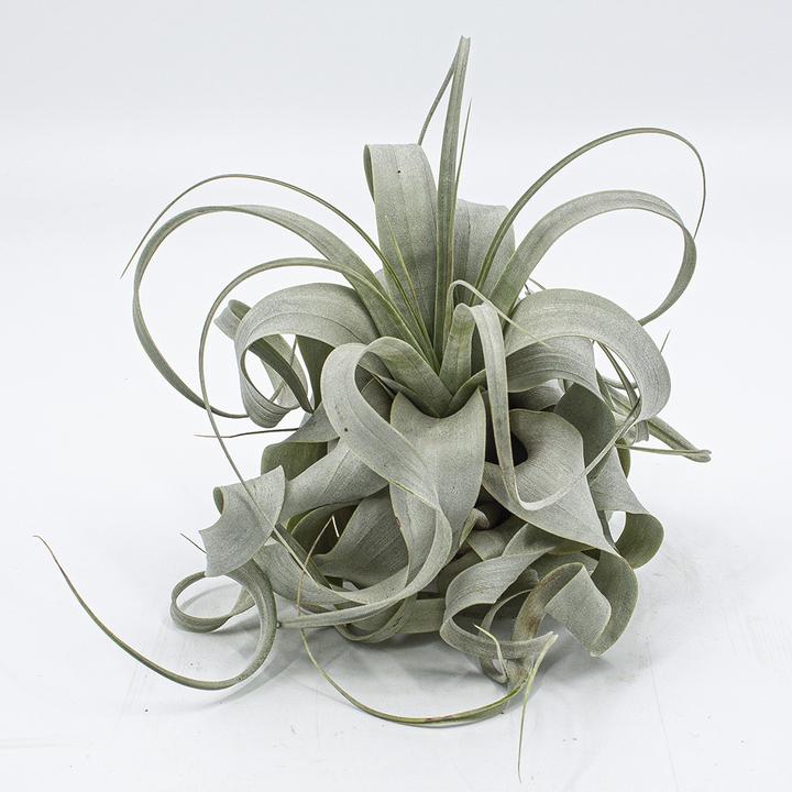 Immagine prodotto Kakteen Gautschi Tillandsia xerografica (15 cm)