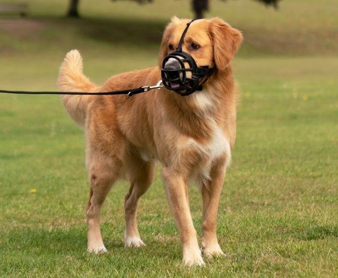 Actual product image Company of Animals Ultra muzzle Baskerville (5, Dog, General)