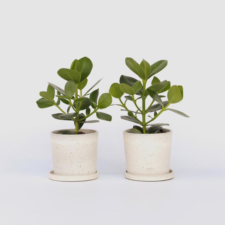 Produktbild Plant in a Box Clusia rosea Princess - 2er Set (25 cm)