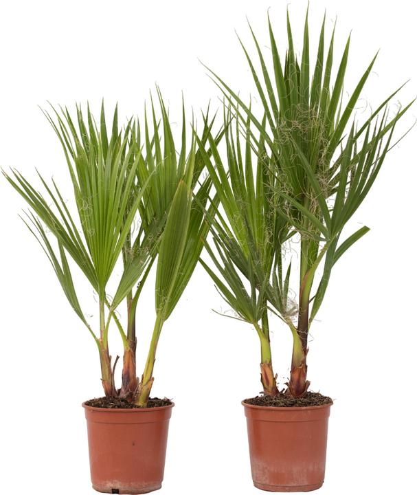 Produktbild Plant in a Box Washingtonia Robusta - 2er Set Mexikanische Fächerpalme (50 cm)
