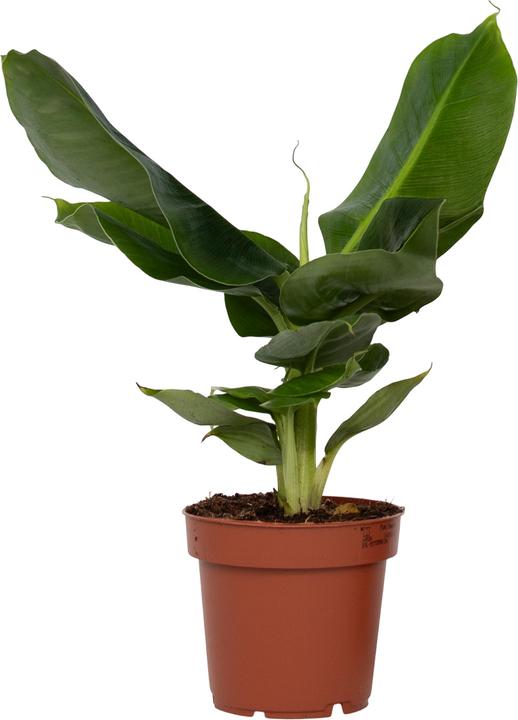 Immagine prodotto Plant in a Box Musa 'Oriental Dwarf' - (25 cm)