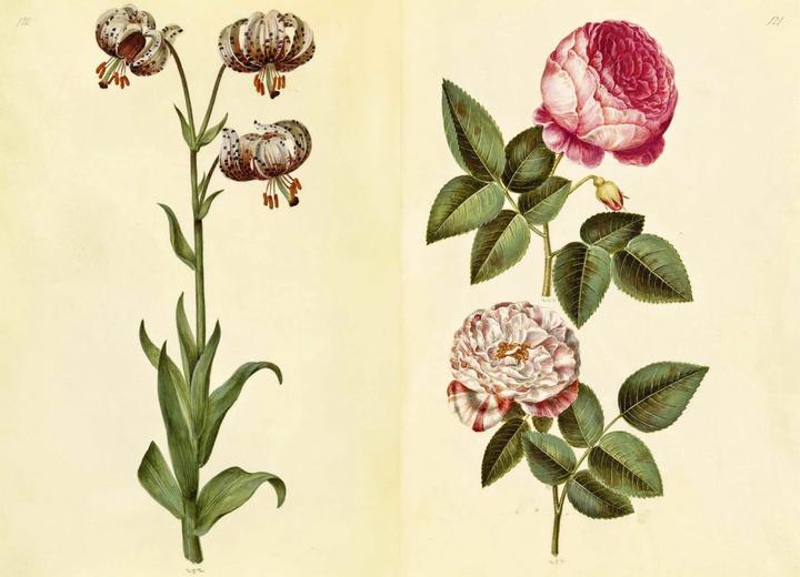 Immagine prodotto Das Grüne Florilegium – The Green Florilegium (dt./engl.) (Tedesco, Hanne Kolind Poulsen, 2019)
