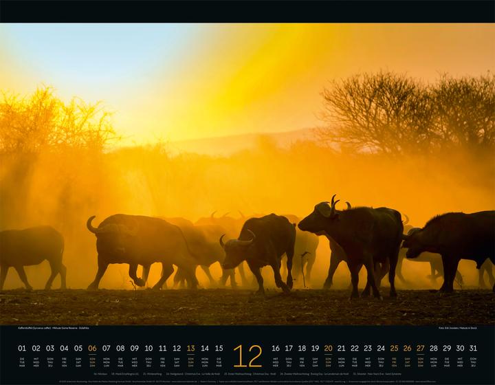 Immagine prodotto Wildes Afrika Kalender 2026 (54 x 42 cm, Copertina rigida, Inglese, Francese, Tedesco)