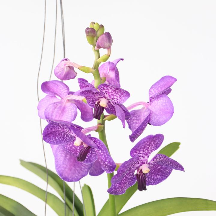 Produktbild Plant in a Box Vanda - Orchidee (50 cm)