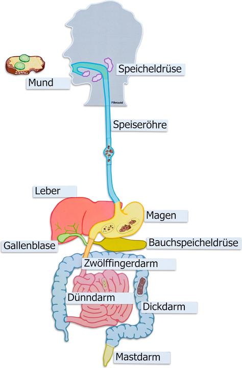 Actual product image Betzold Digestive organs, magnetic board material (German, French, English)