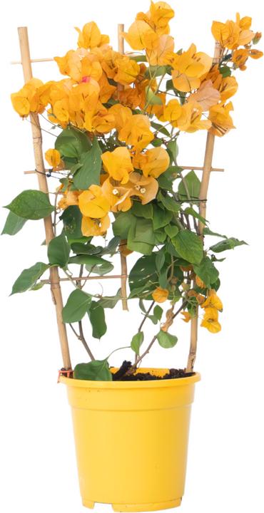 Plant in a Box Bougainvillea 'Dania' - (50 cm)