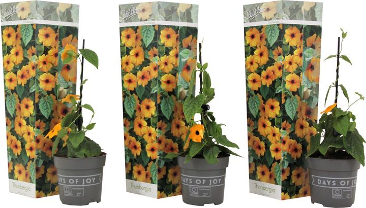 Produktbild Plant in a Box Thunbergia alata 'New Orange' - 3er-Set Schwarzäugige Susanna (25 cm)