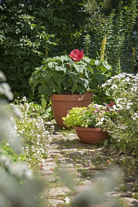 Produktbild Scheurich Country Star (29 cm)