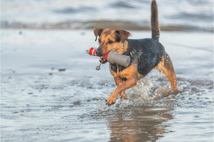 Image du produit Trixie Jouets flottants Aqua Toy Phare 20 cm, Orange, Gris (Jouet à mâcher pour chien)