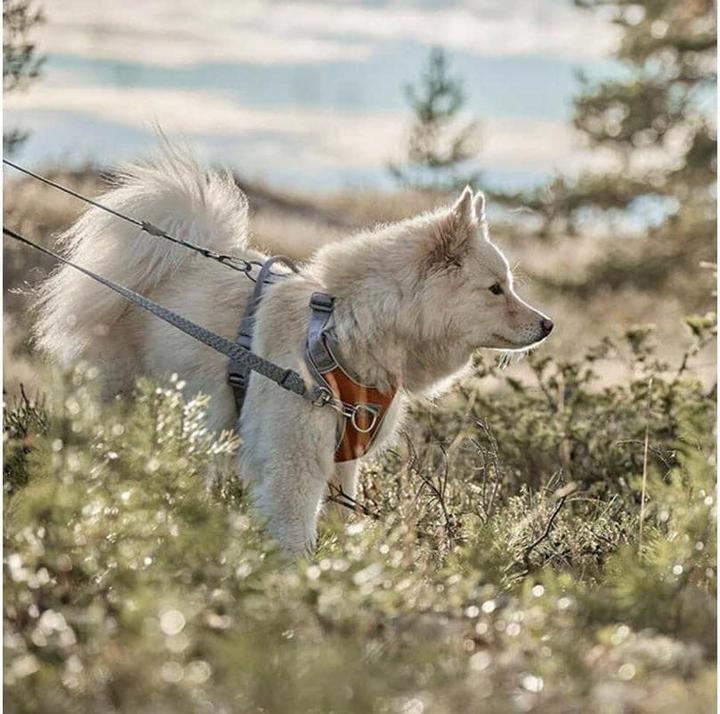 Actual product image Hurtta Harness Venture No-Pull, 45-60, Orange (45, 46, 47, 48, 49, 50, 52, 54, 56, 58, 60, Dog, General)