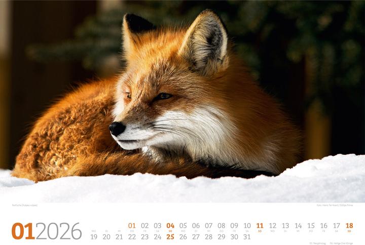 Actual product image Tierwelt Wald Kalender 2026 (45 x 33 cm, Hardcover, German)