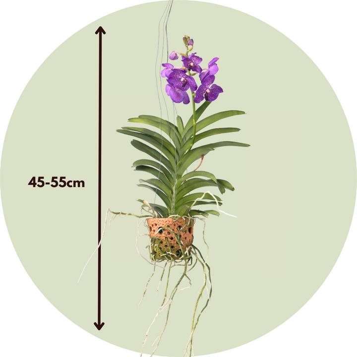 Produktbild Plant in a Box Vanda - Orchidee (50 cm)