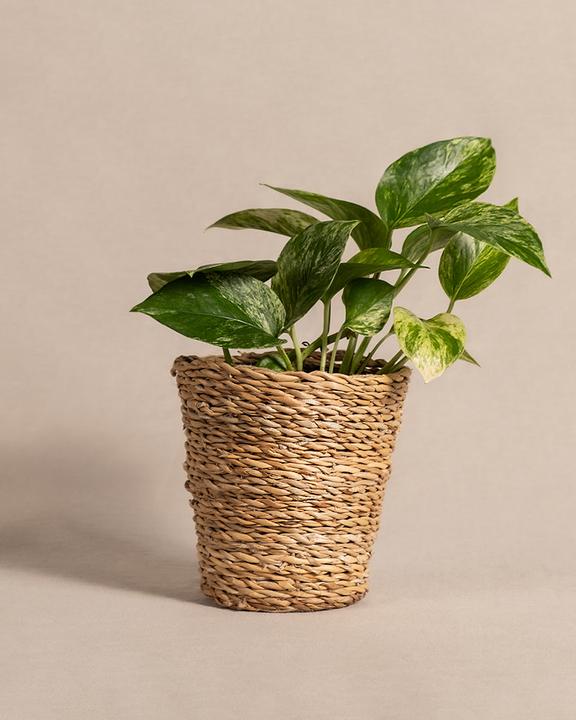 Immagine prodotto feey Efeutute Marble Queen (25 cm, Appena rinvasata)