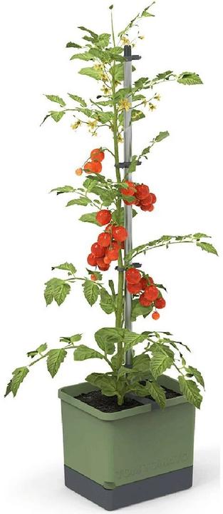 Gusta Garden Tom Tomato (35 cm)