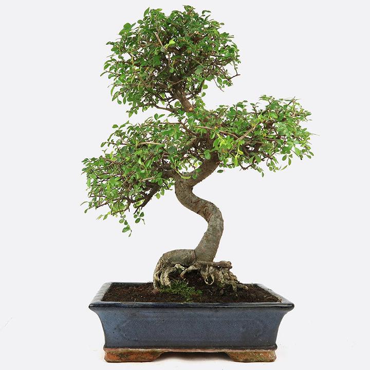 Produktbild Bonsai.ch Ulmus Chinesische Ulme