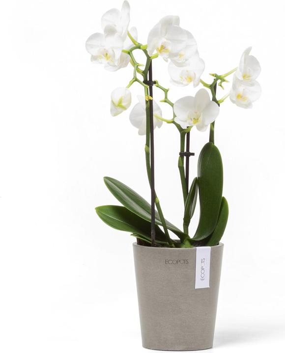 Actual product image Ecopots Morinda (11 cm)