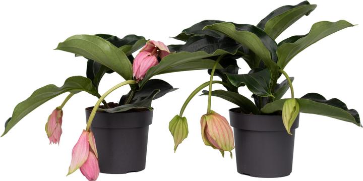 Actual product image Plant in a Box Medinilla Magnifica - Set of 2 Rose Medinilla (40 cm)