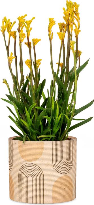 Actual product image Scheurich Blumentopf aus Keramik, Farbe: Arcade, 12 cm Durchmesser, 11 cm hoch, 1 l Vol. (12 cm)
