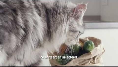 Image du produit Purina ONE Dinde et riz sensibles (Senior, Adulte, 1 pcs, 800 g)