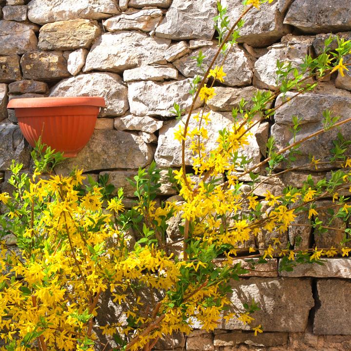Produktbild Plant in a Box Forsythia intermedia 'Minigold' - 4er Set Forsythie (25 cm)