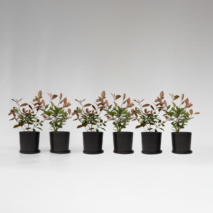 Produktbild Plant in a Box Photinia fraseri Red Robin - 6er Set Glanzmispel Pflanze (30 cm)