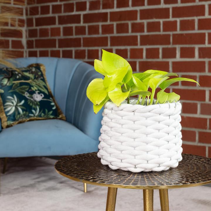Immagine prodotto Flowerbox Edera - Epipremnum pinnatum 'Golden Pothos' (15 cm)
