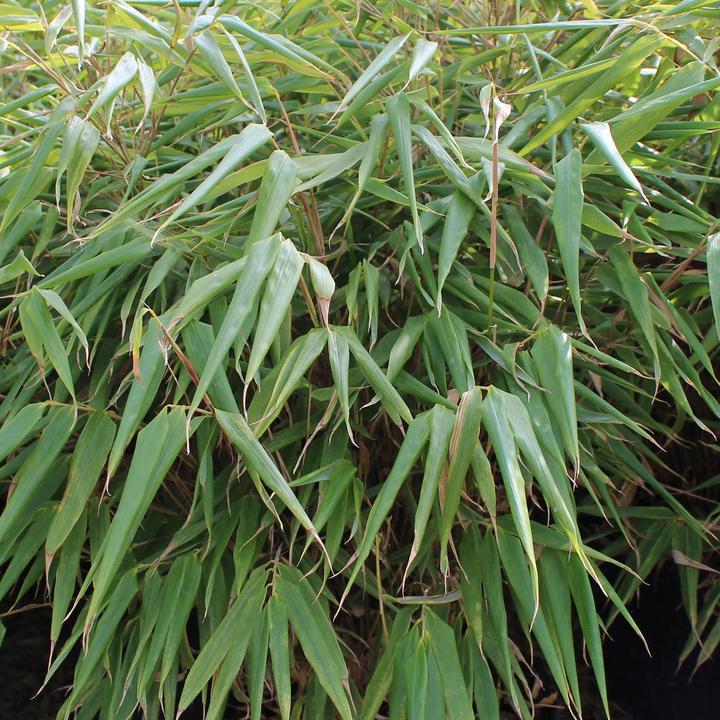 Produktbild Zulauf Garten-Bambus / Fargesia rufa (80 cm, Tierfreundlich)