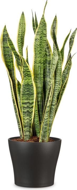 Immagine prodotto Scheurich Anthrazit (16.90 cm)