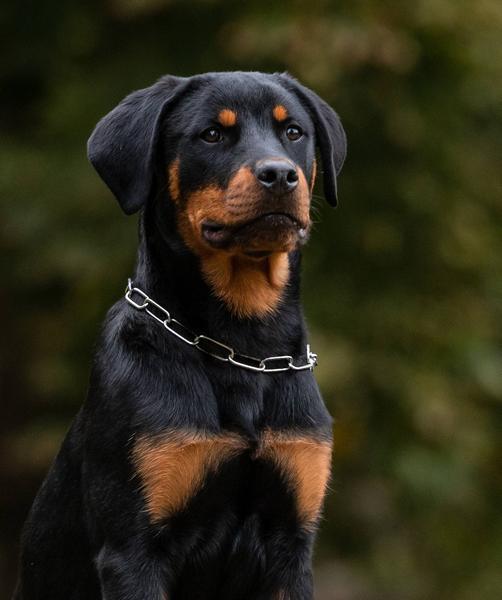 Produktbild Sprenger Halskette mit Zugbegrenzung, lange Glieder, 49 cm 3 mm, verchromt (Hund, Allgemein)