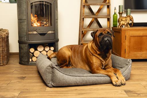 Actual product image Beeztees Zia (Dog)