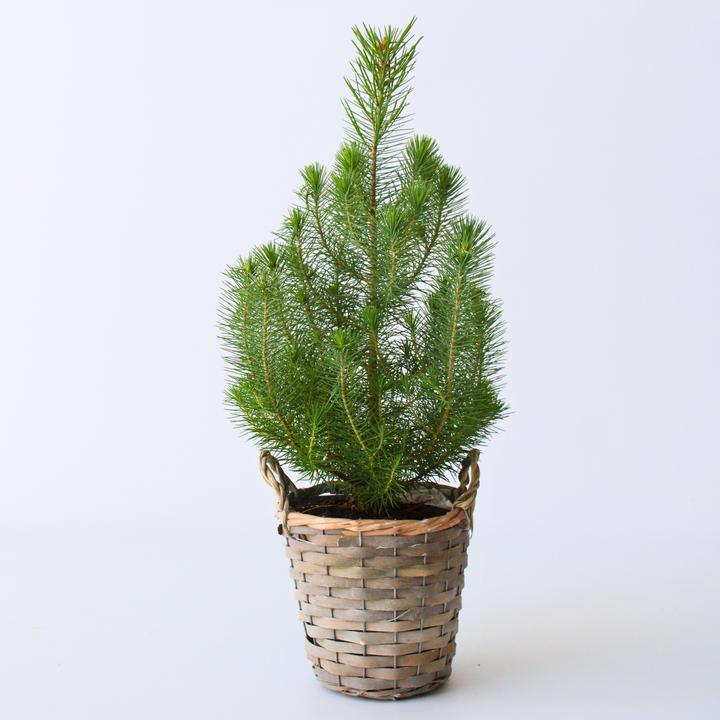 Produktbild Plant in a Box Pinus Pinea 'Silver Crest' (40 cm)