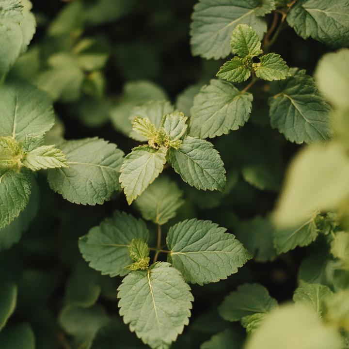 Produktbild Plant in a Box Rubus fruticosus Thornfree - 4er Set Brombeerpflanzen (50 cm)