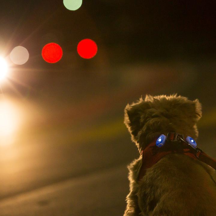 Produktbild Curli Luumi LED (Hund, Allgemein)
