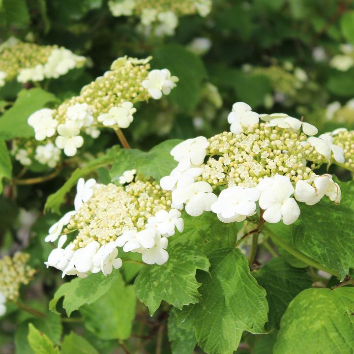 Produktbild Zulauf Gemeiner Schneeball / Viburnum opulus (100 cm)