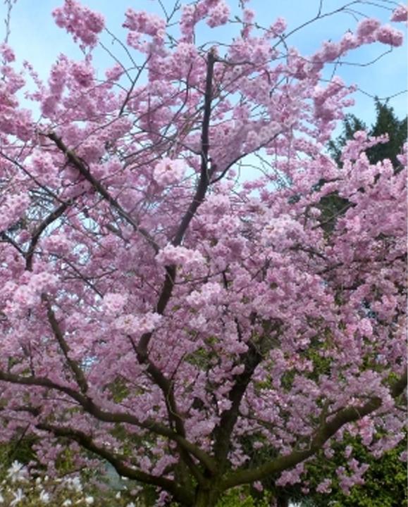 Produktbild Tropica Japanische Zierkirsche (Prunus Serrulata) (Keimlinge)