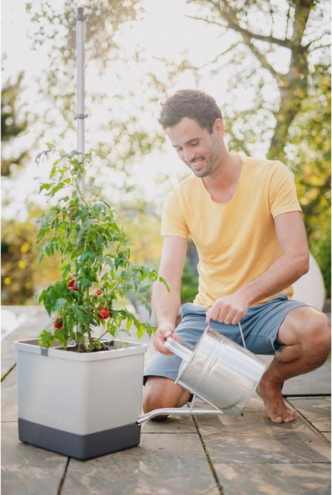 Image du produit Gusta Garden Tom Tomato (35 cm)