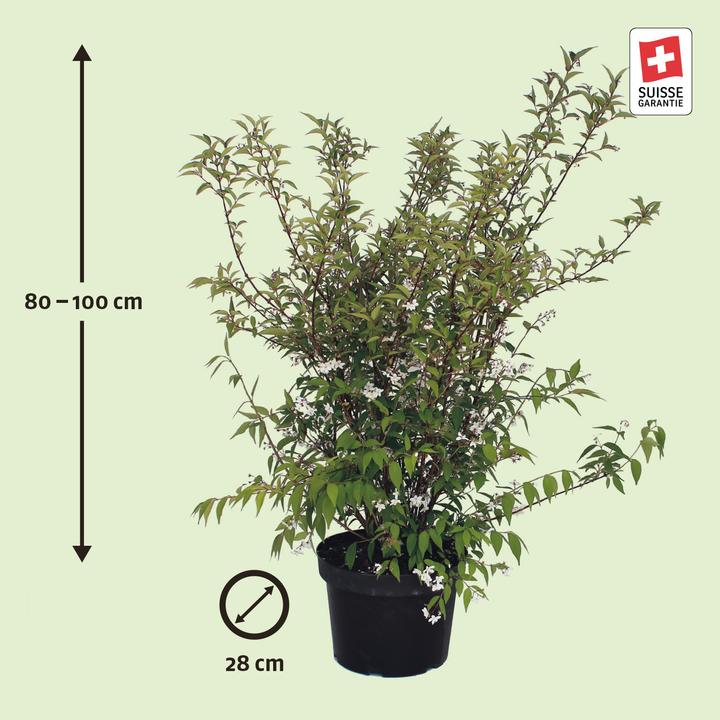 Produktbild Zulauf Kalmien-Deutzie / Deutzia purp. 'Kalmiiflora' (100 cm)