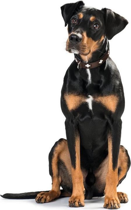 Produktbild Hunter Halsband Swiss Echtleder (47, 48, 49, 50, 52, 54, Hund, Hundesport)